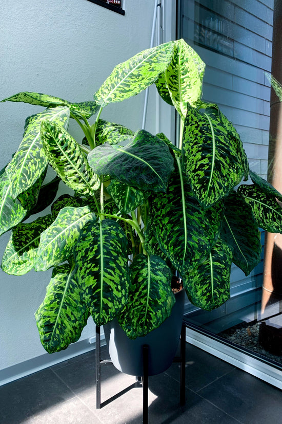 Dieffenbachia seguine - 'Reflector'