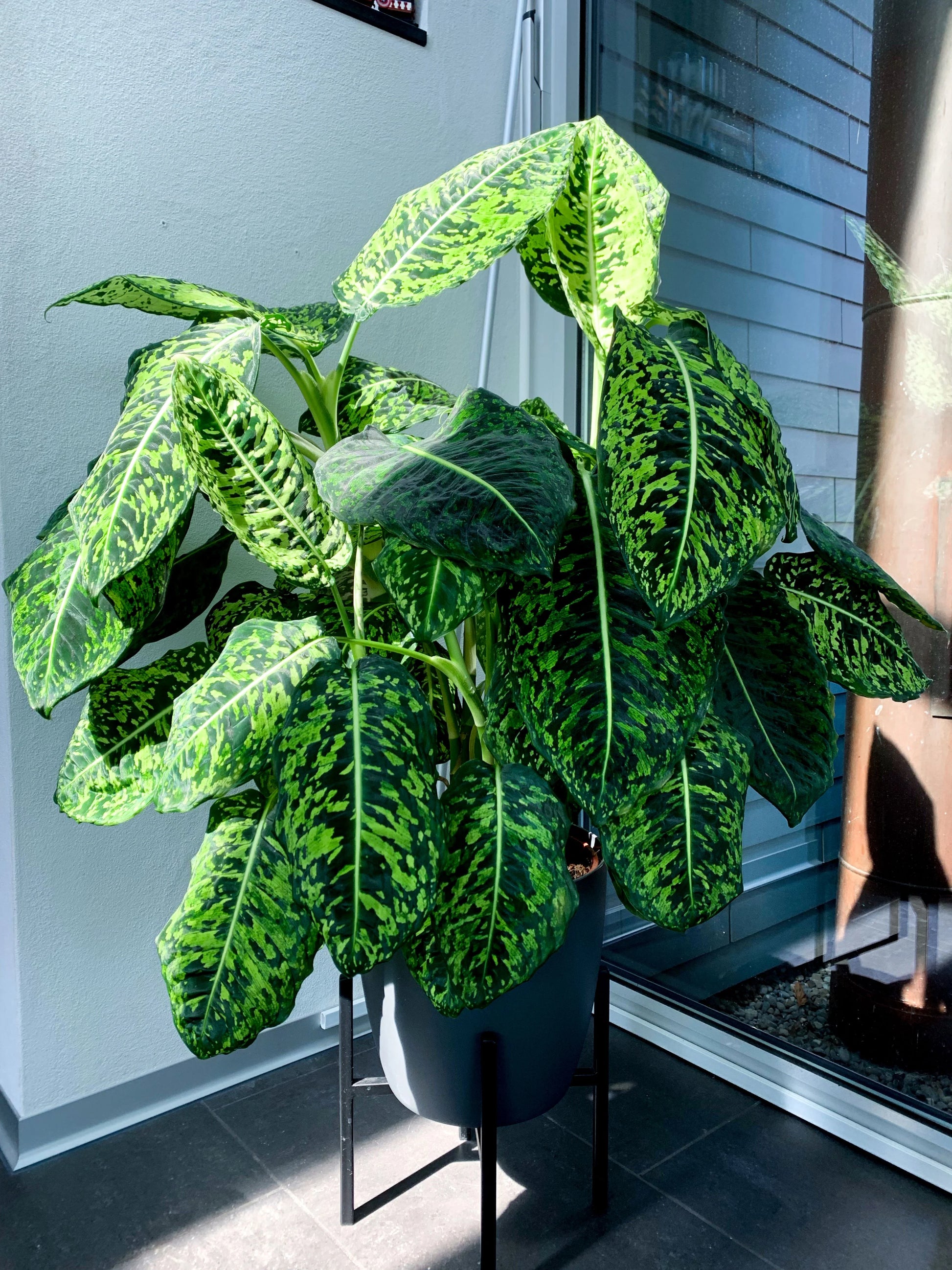 Dieffenbachia seguine - 'Reflector'