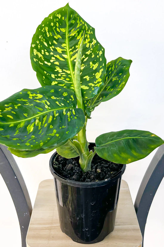 Dieffenbachia seguine - 'Reflector'