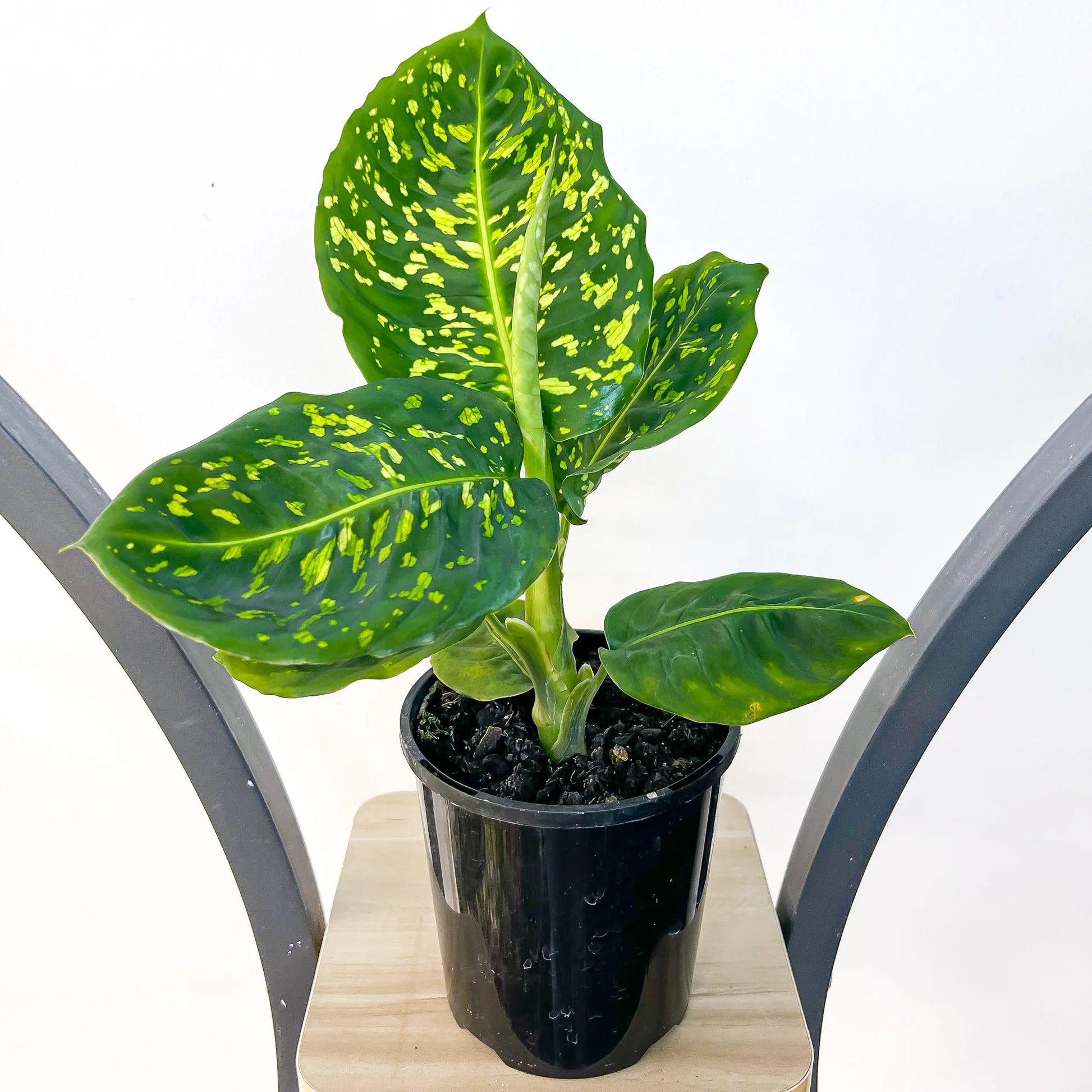 Dieffenbachia seguine - 'Reflector'