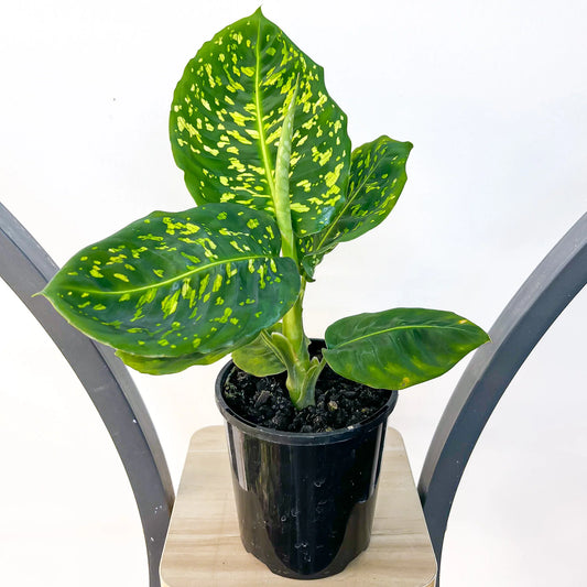 Dieffenbachia seguine - 'Reflector'