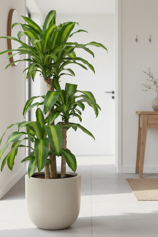 Potted Dracaena fragrans Happy Plant next to a beige sofa with decorative pillows in a living room setting.