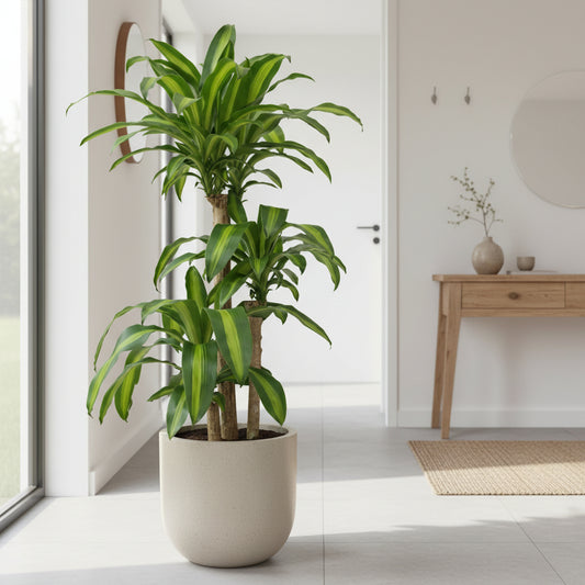 Potted Dracaena fragrans Happy Plant next to a beige sofa with decorative pillows in a living room setting.