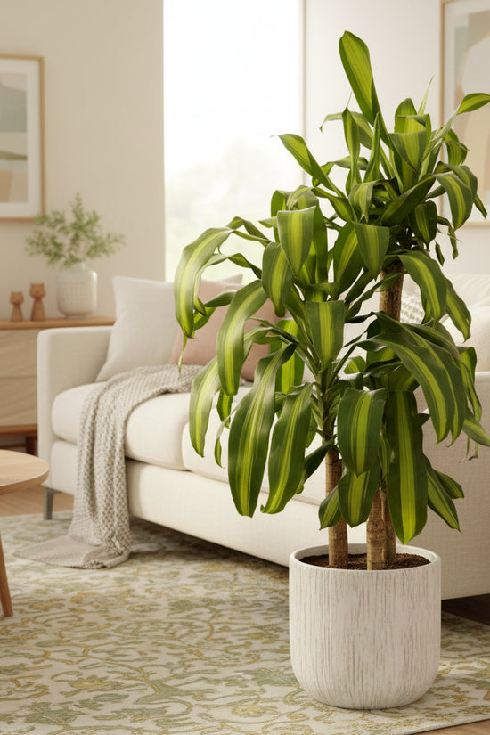 Potted Dracaena fragrans Happy Plant with green and yellow leaves in a living room