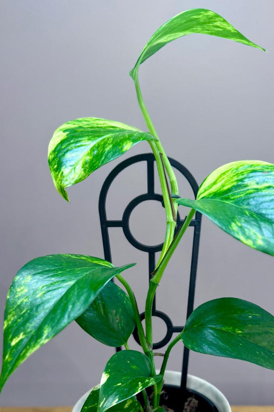 Potted Epipremnum aureum 'Devil's Ivy' plant on a wooden surface with a grey background