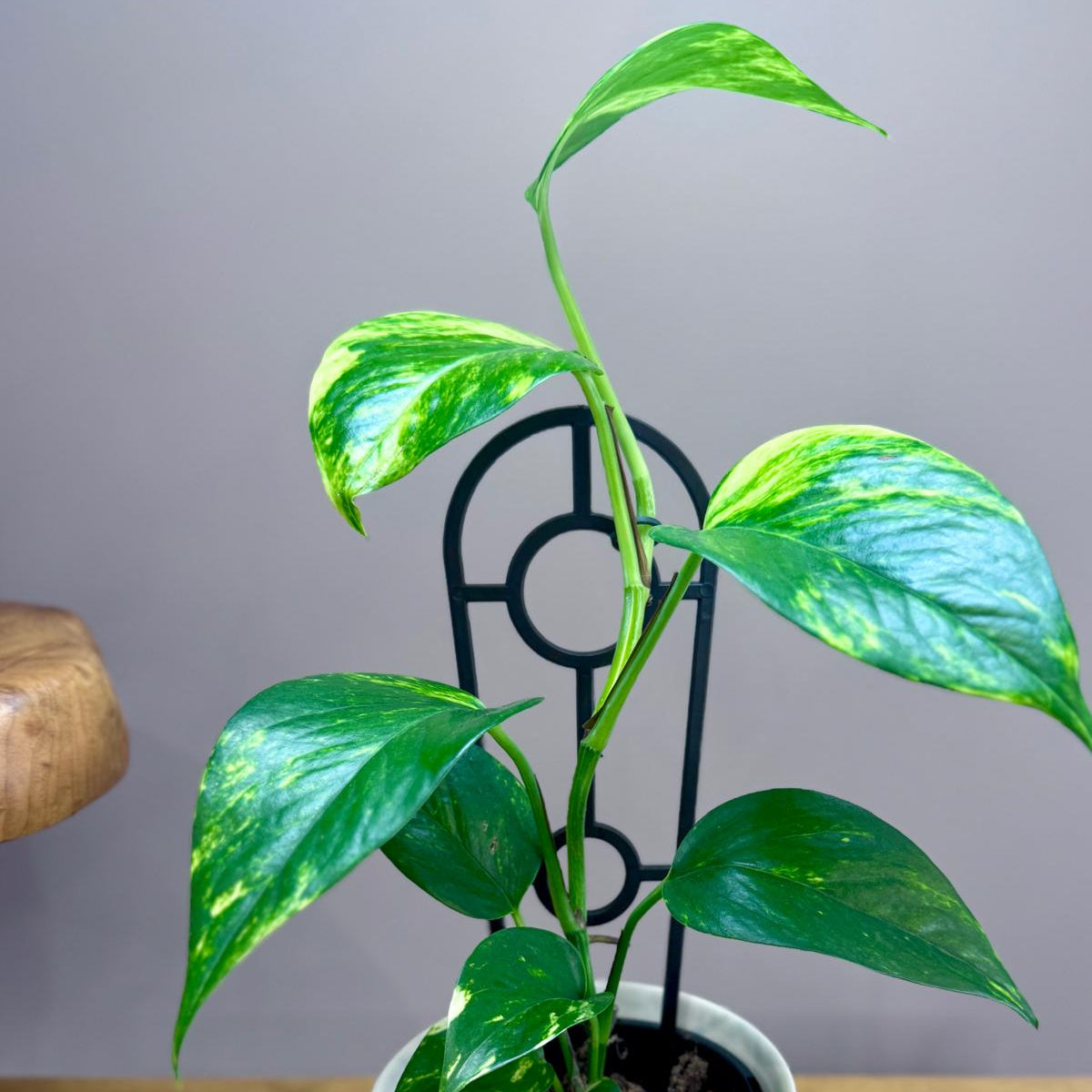 Potted Epipremnum aureum 'Devil's Ivy' plant on a wooden surface with a grey background