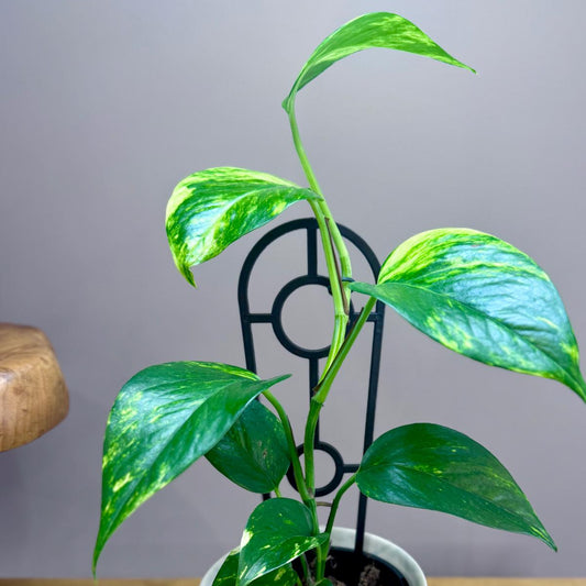 Potted Epipremnum aureum 'Devil's Ivy' plant on a wooden surface with a grey background