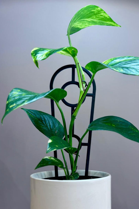 Potted Epipremnum aureum 'Devil's Ivy' plant in a white pot on a wooden surface with a gray background