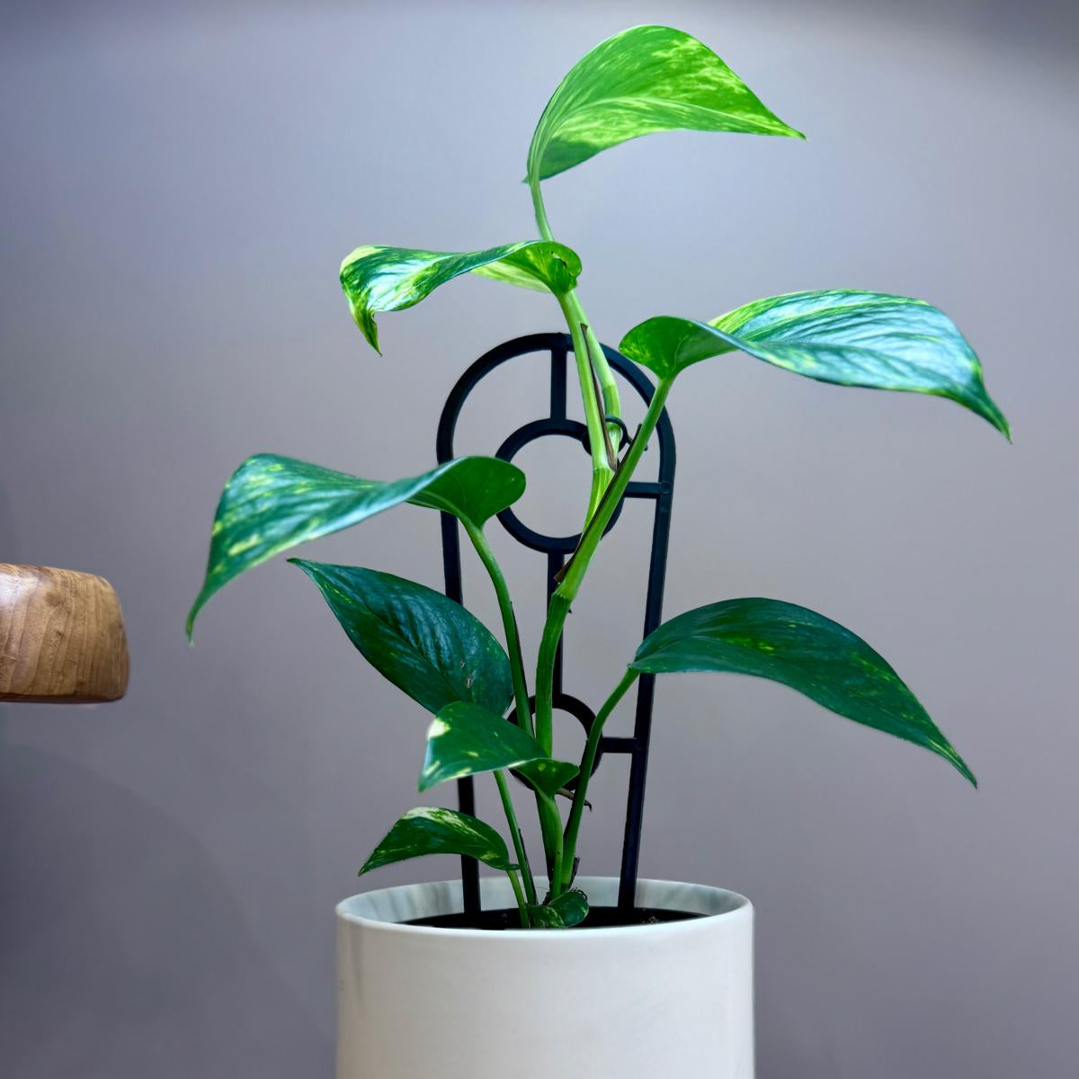 Potted Epipremnum aureum 'Devil's Ivy' plant in a white pot on a wooden surface with a gray background