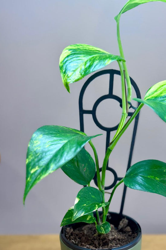 Potted Epipremnum aureum 'Devil's Ivy' plant on a wooden surface with a blurred background