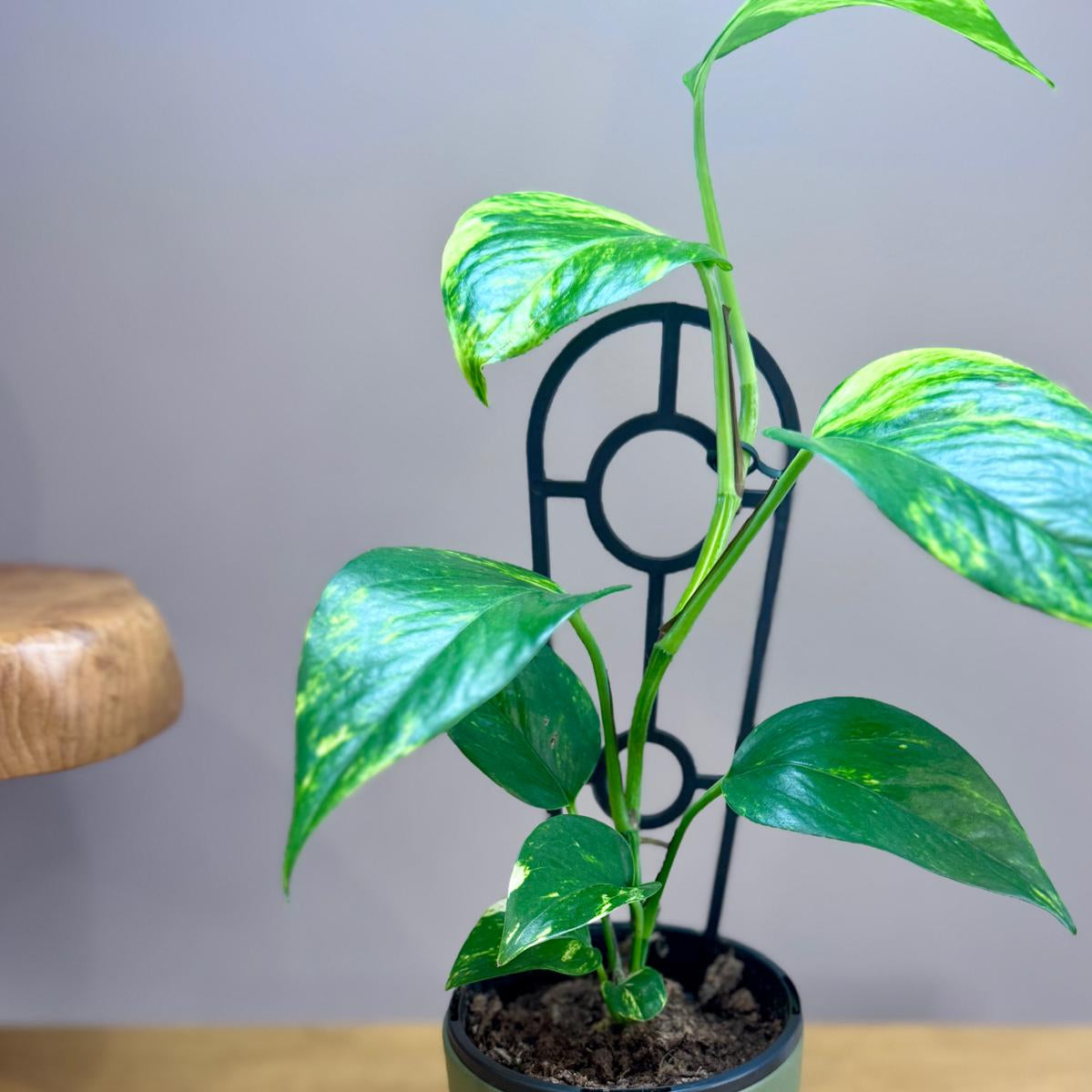 Potted Epipremnum aureum 'Devil's Ivy' plant on a wooden surface with a blurred background