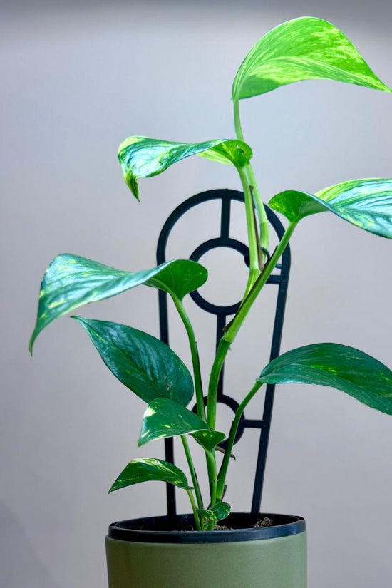 Potted Epipremnum aureum 'Devil's Ivy' plant on a wooden surface with a grey background