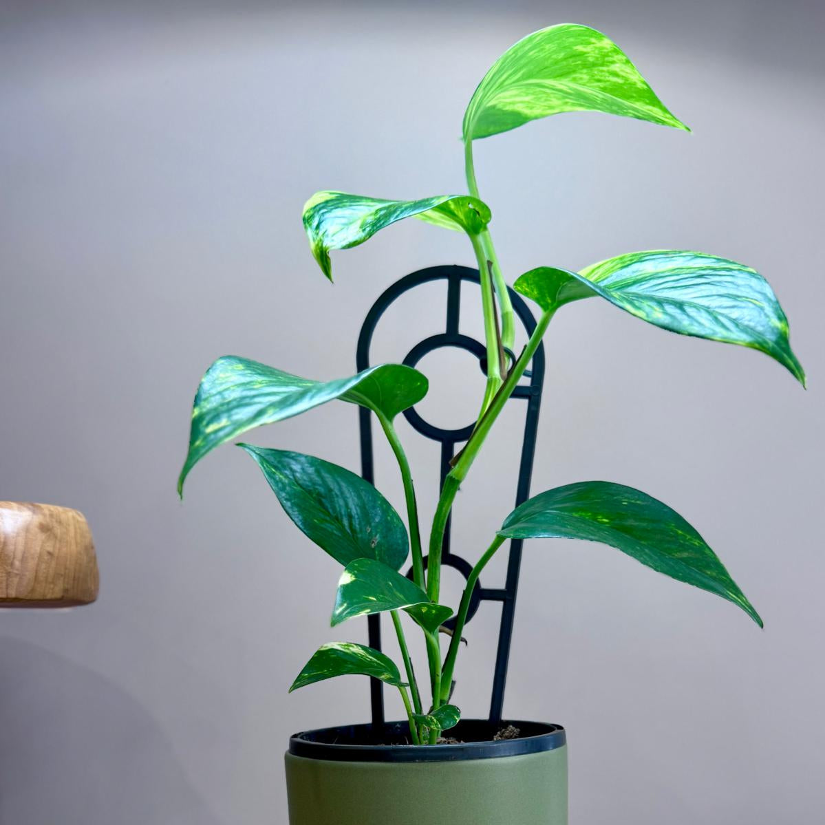 Potted Epipremnum aureum 'Devil's Ivy' plant on a wooden surface with a grey background