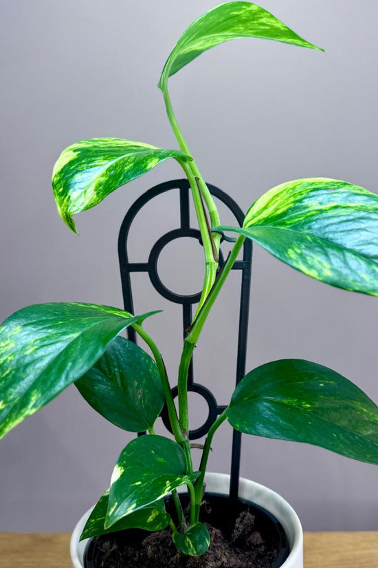 Potted Epipremnum aureum 'Devil's Ivy' plant with green leaves on a wooden surface against a grey background