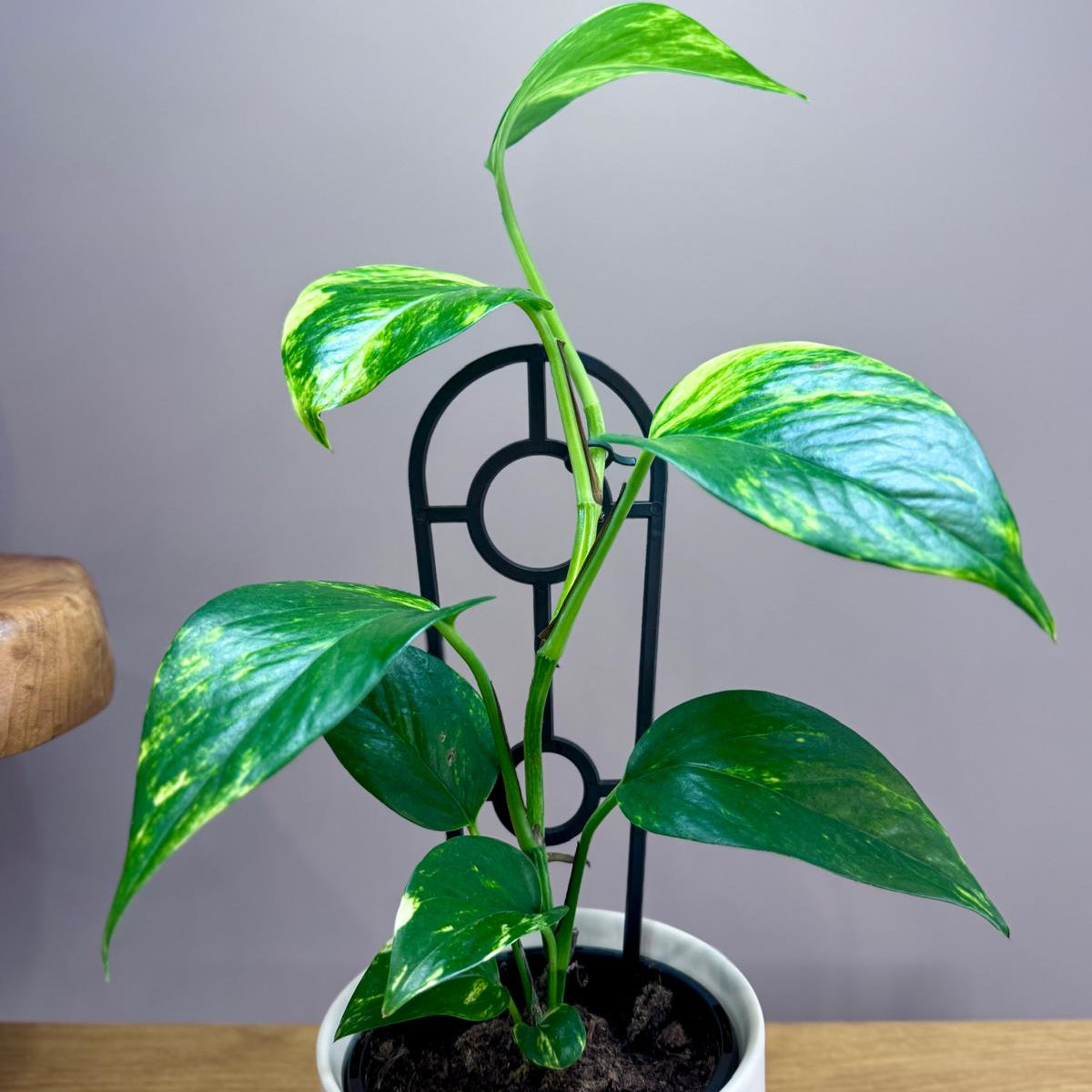Potted Epipremnum aureum 'Devil's Ivy' plant with green leaves on a wooden surface against a grey background
