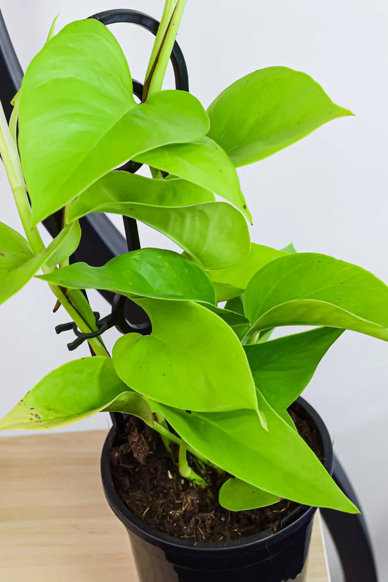 Epipremnum aureum - 'Goldilocks'