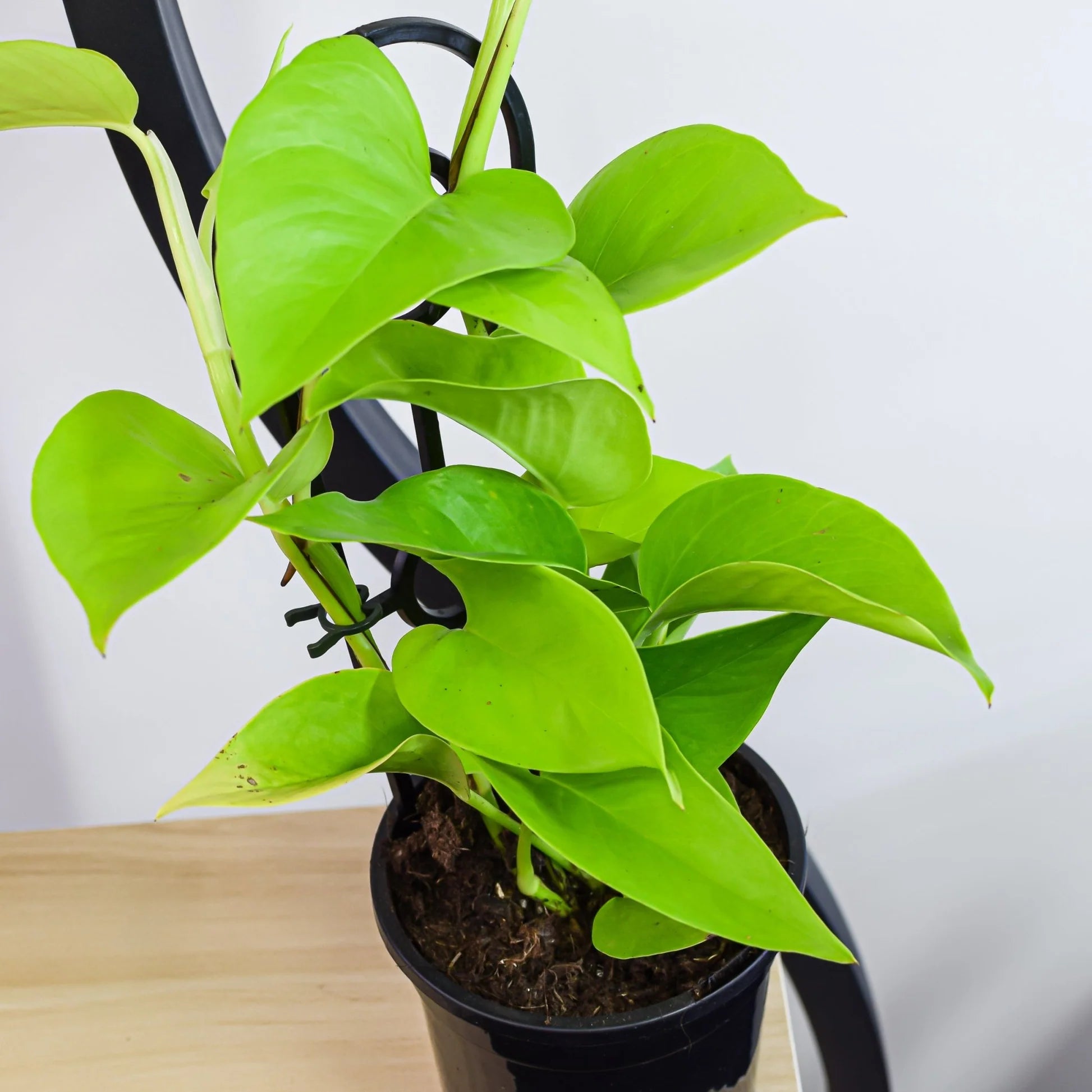 Epipremnum aureum - 'Goldilocks'