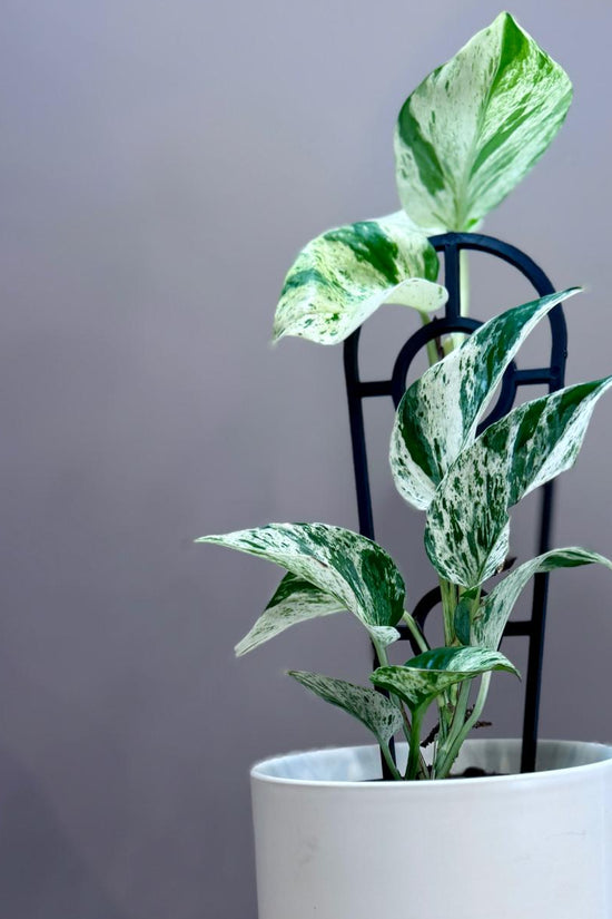 Potted Epipremnum aureum ‘Marble Queen’ plant with green and white leaves in a white pot on a wooden surface with a grey background