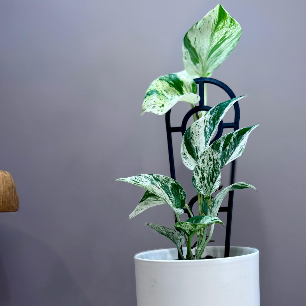 Potted Epipremnum aureum ‘Marble Queen’ plant with green and white leaves in a white pot on a wooden surface with a grey background