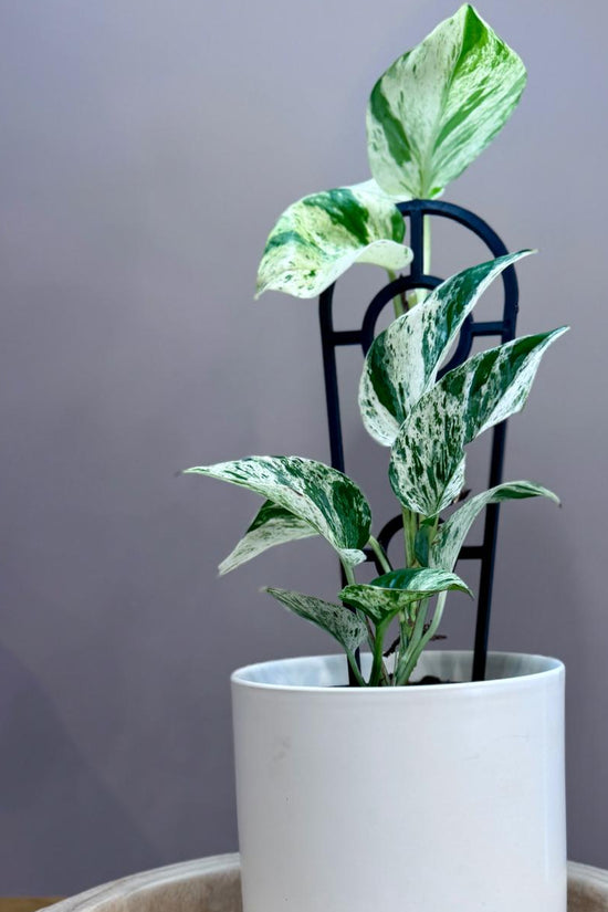 Potted Epipremnum aureum ‘Marble Queen’ plant on a wooden surface with a grey background