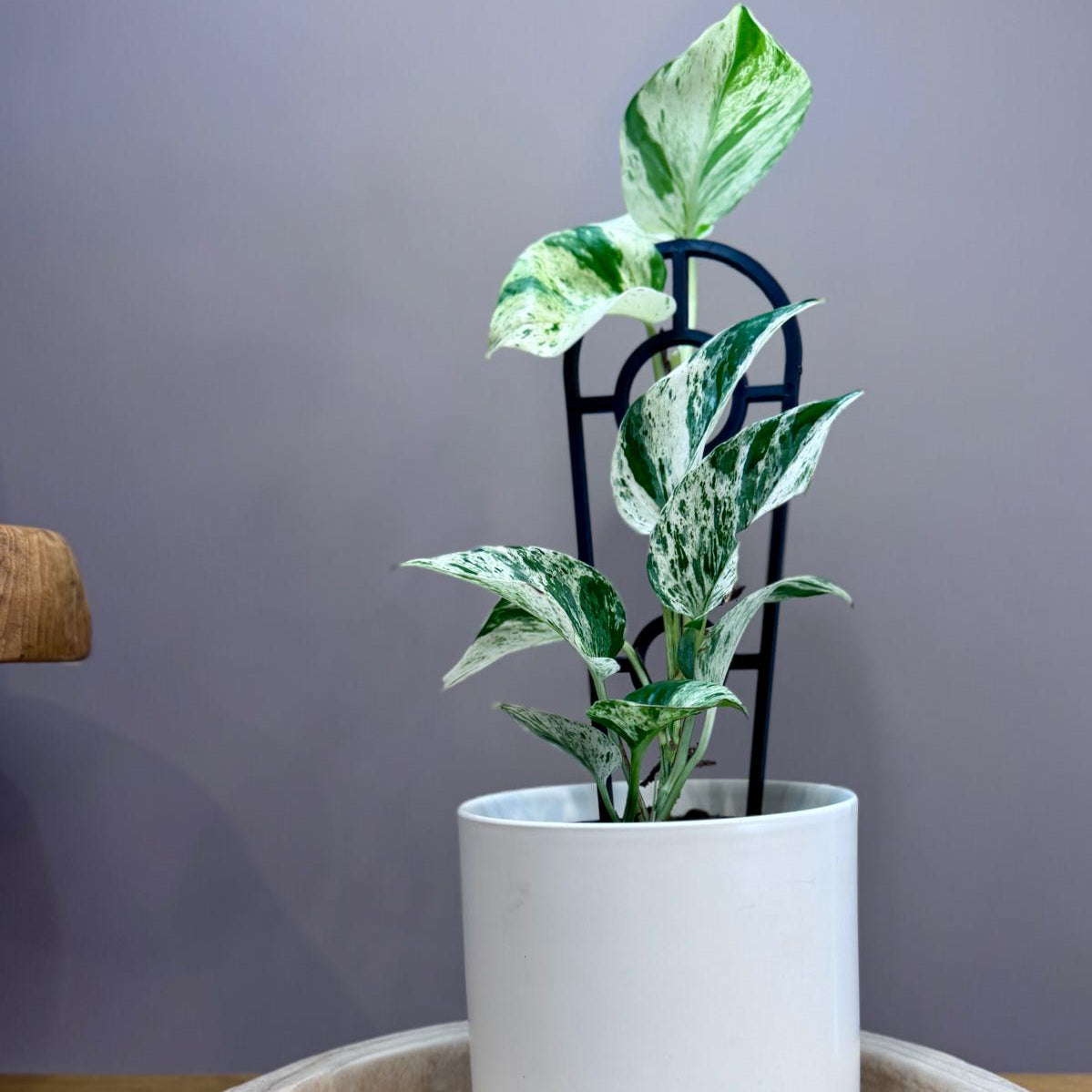 Potted Epipremnum aureum ‘Marble Queen’ plant on a wooden surface with a grey background