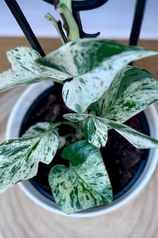 Small potted Epipremnum aureum ‘Marble Queen’ plant with patterned leaves on a wooden surface