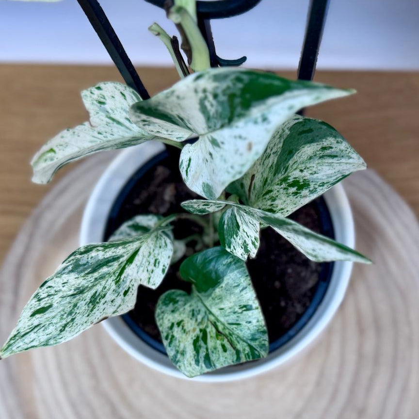 Small potted Epipremnum aureum ‘Marble Queen’ plant with patterned leaves on a wooden surface