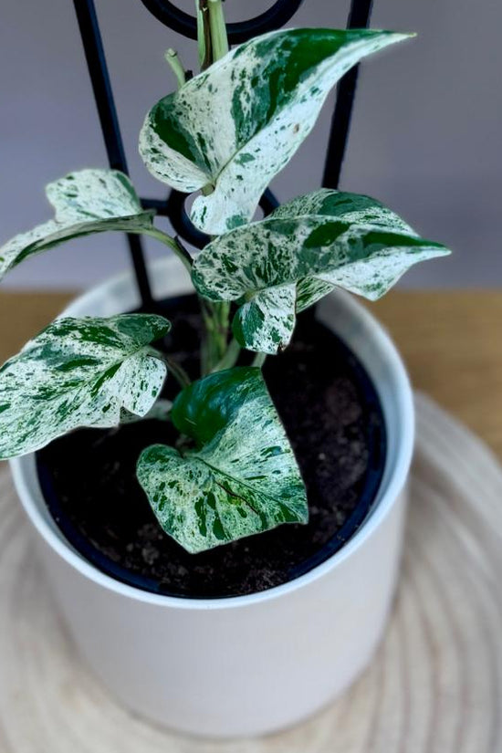 Potted Epipremnum aureum ‘Marble Queen’ plant with variegated leaves on a wooden surface