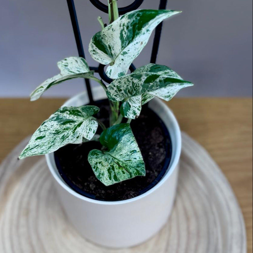 Potted Epipremnum aureum ‘Marble Queen’ plant with variegated leaves on a wooden surface