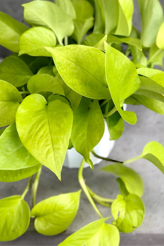 Epipremnum aureum - 'Neon'
