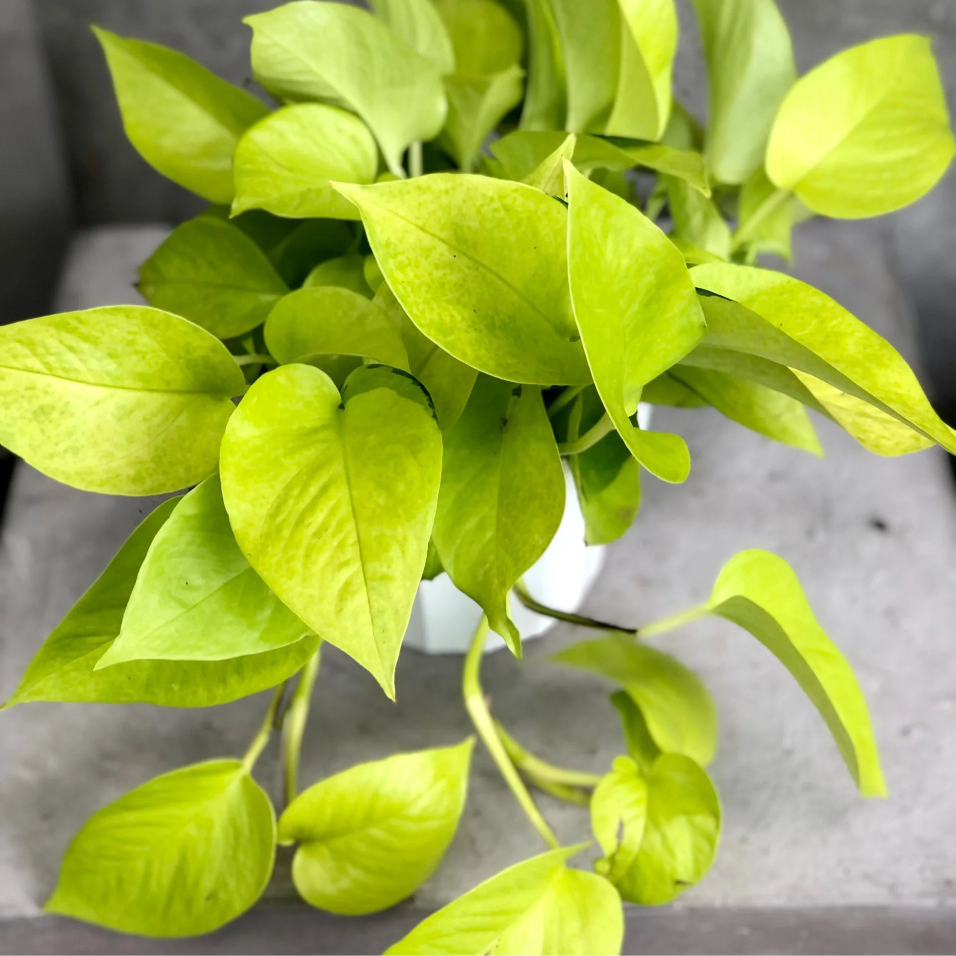 Epipremnum aureum - 'Neon'