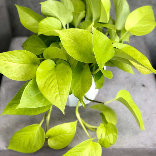Epipremnum aureum - 'Neon'