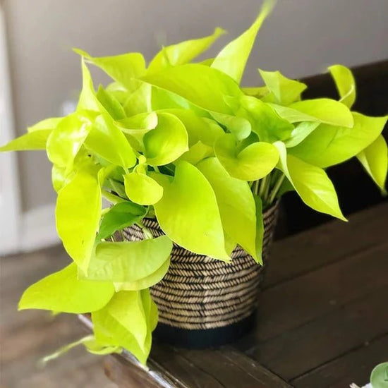 Epipremnum aureum - 'Neon'
