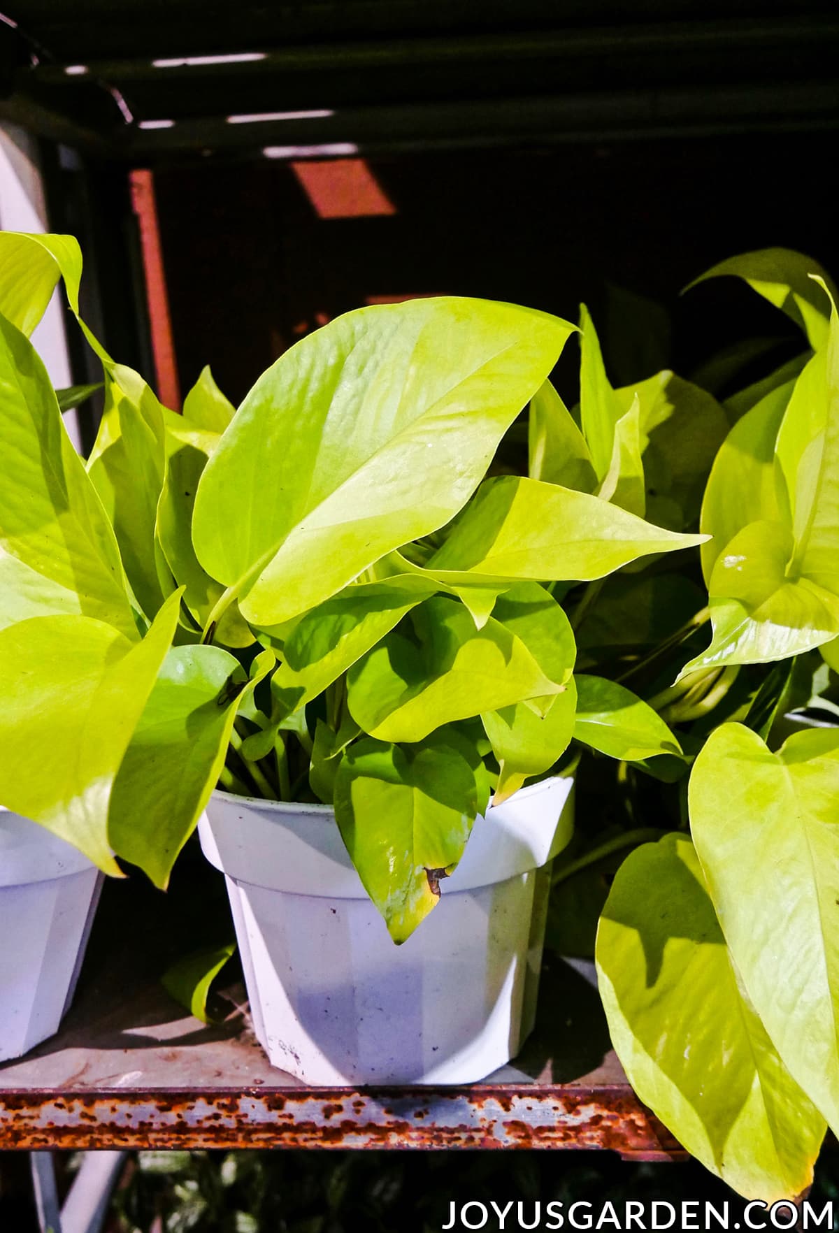 Epipremnum aureum - 'Neon'