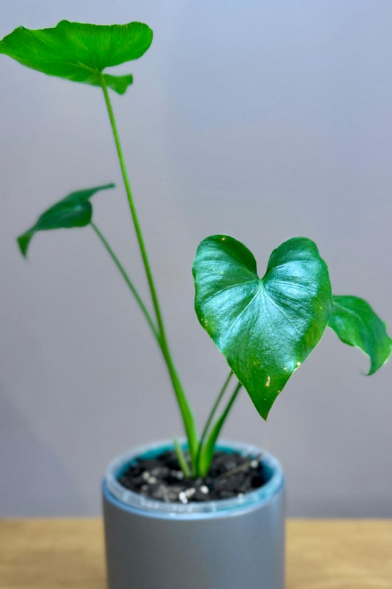 Potted Epipremnum aureum ‘Shangri La’ plant with green leaves in a gray pot on a wooden surface with a light blue background