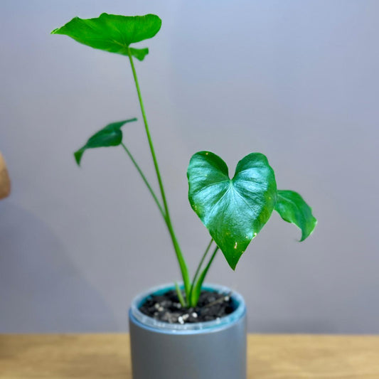 Potted Epipremnum aureum ‘Shangri La’ plant with green leaves in a gray pot on a wooden surface with a light blue background