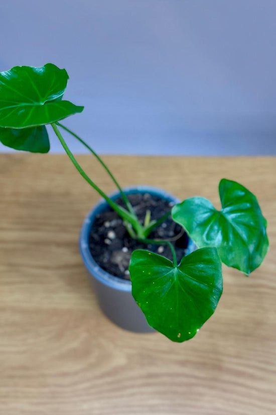 Small potted Epipremnum aureum ‘Shangri La’ plant on a wooden surface with a plain background