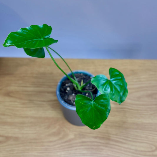 Small potted Epipremnum aureum ‘Shangri La’ plant on a wooden surface with a plain background