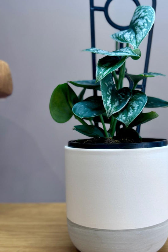 Potted Epipremnum aureum ‘Silver Satin’ plant on a wooden surface with a neutral background