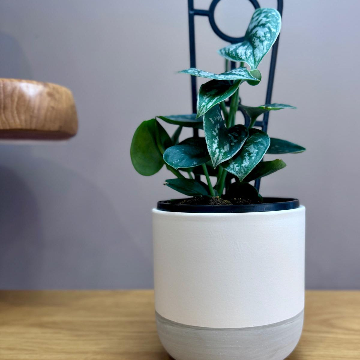 Potted Epipremnum aureum ‘Silver Satin’ plant on a wooden surface with a neutral background