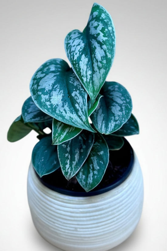 Potted Epipremnum aureum ‘Silver Satin’ plant on a wooden surface with a chair and light purple wall in the background