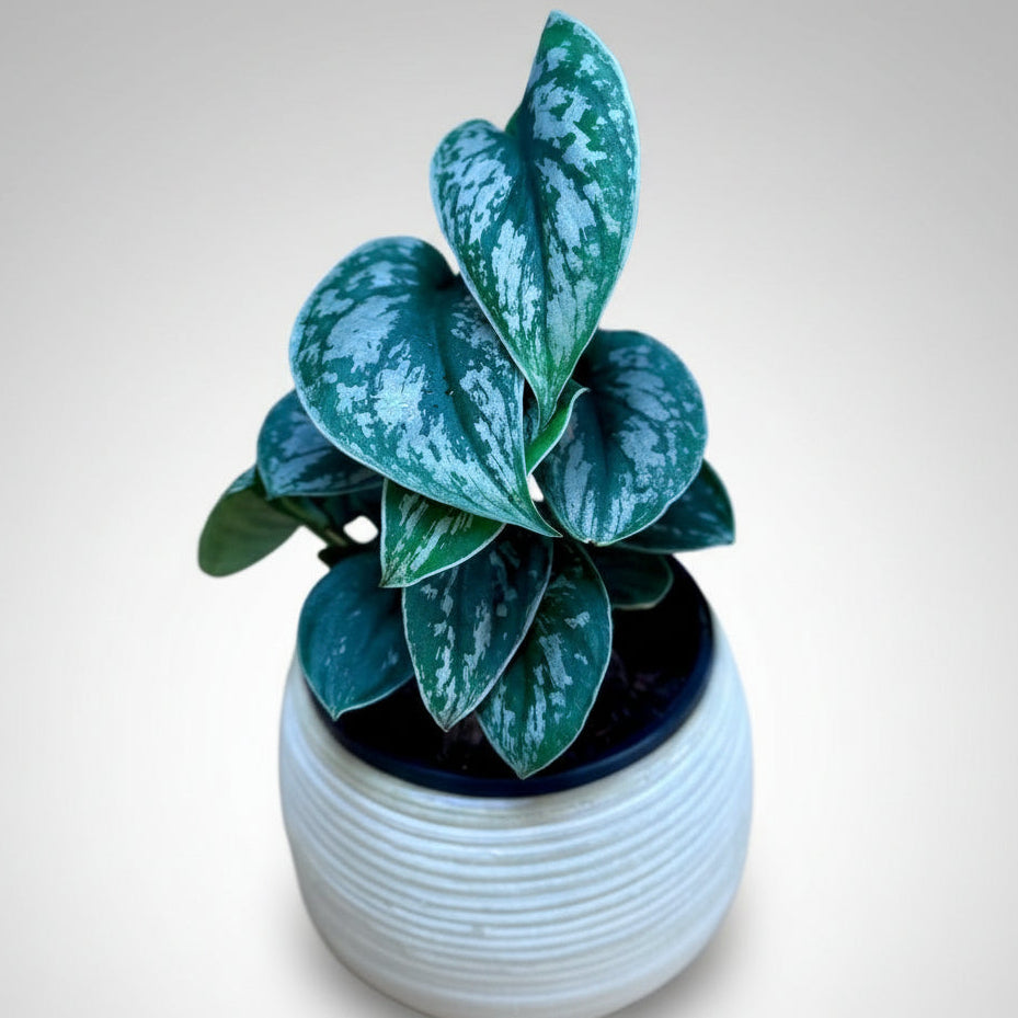 Potted Epipremnum aureum ‘Silver Satin’ plant on a wooden surface with a chair and light purple wall in the background