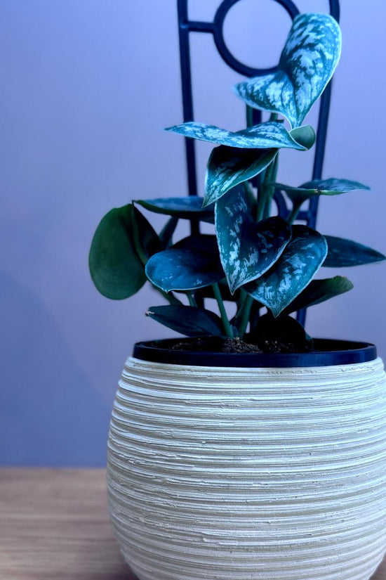 Potted Epipremnum aureum ‘Silver Satin’ plant with blue leaves on a wooden surface against a blue wall