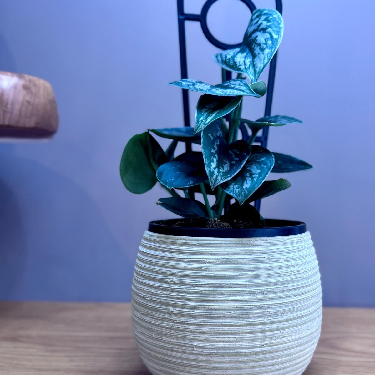 Potted Epipremnum aureum ‘Silver Satin’ plant with blue leaves on a wooden surface against a blue wall