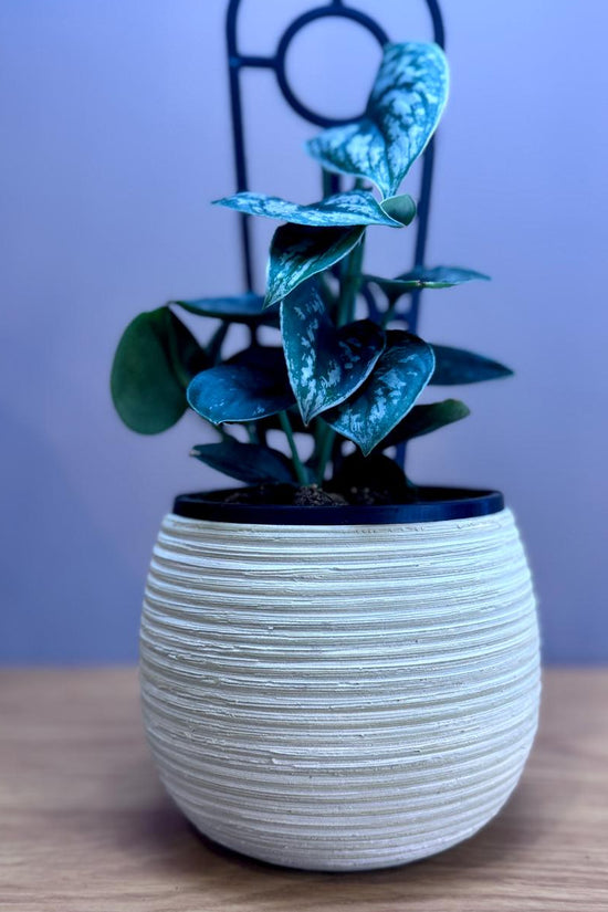 Potted Epipremnum aureum ‘Silver Satin’ plant in a textured white pot on a wooden surface with a blurred background