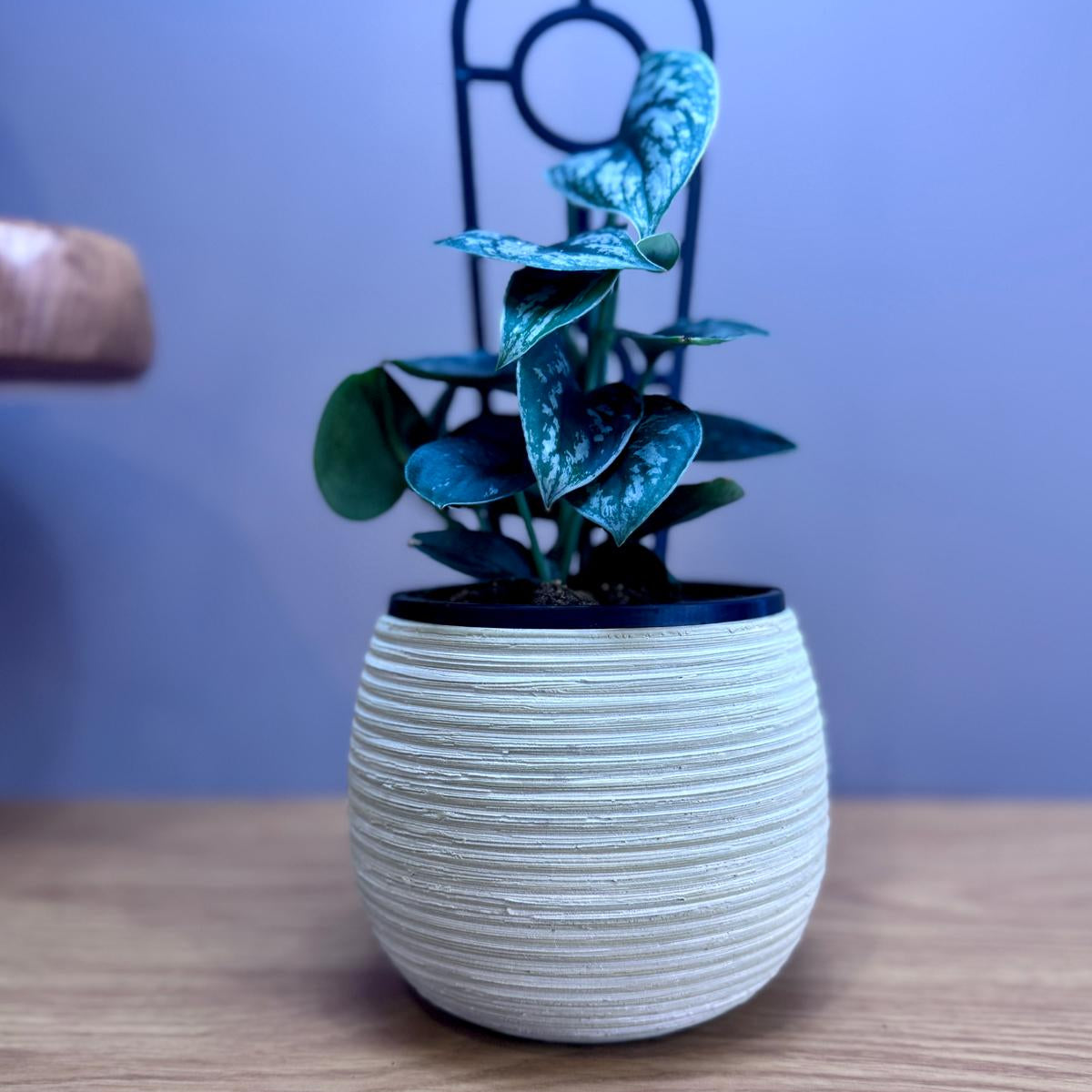 Potted Epipremnum aureum ‘Silver Satin’ plant in a textured white pot on a wooden surface with a blurred background