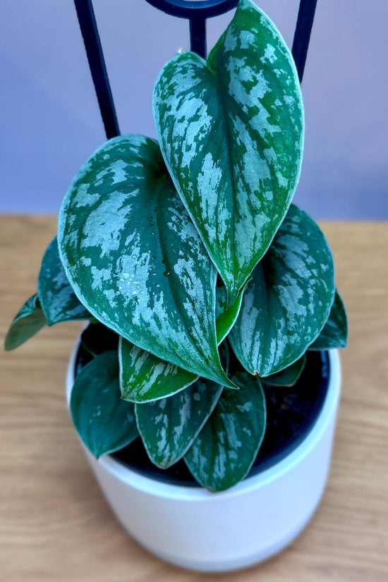 Potted Epipremnum aureum ‘Silver Satin’ plant on a wooden surface with a blurred background