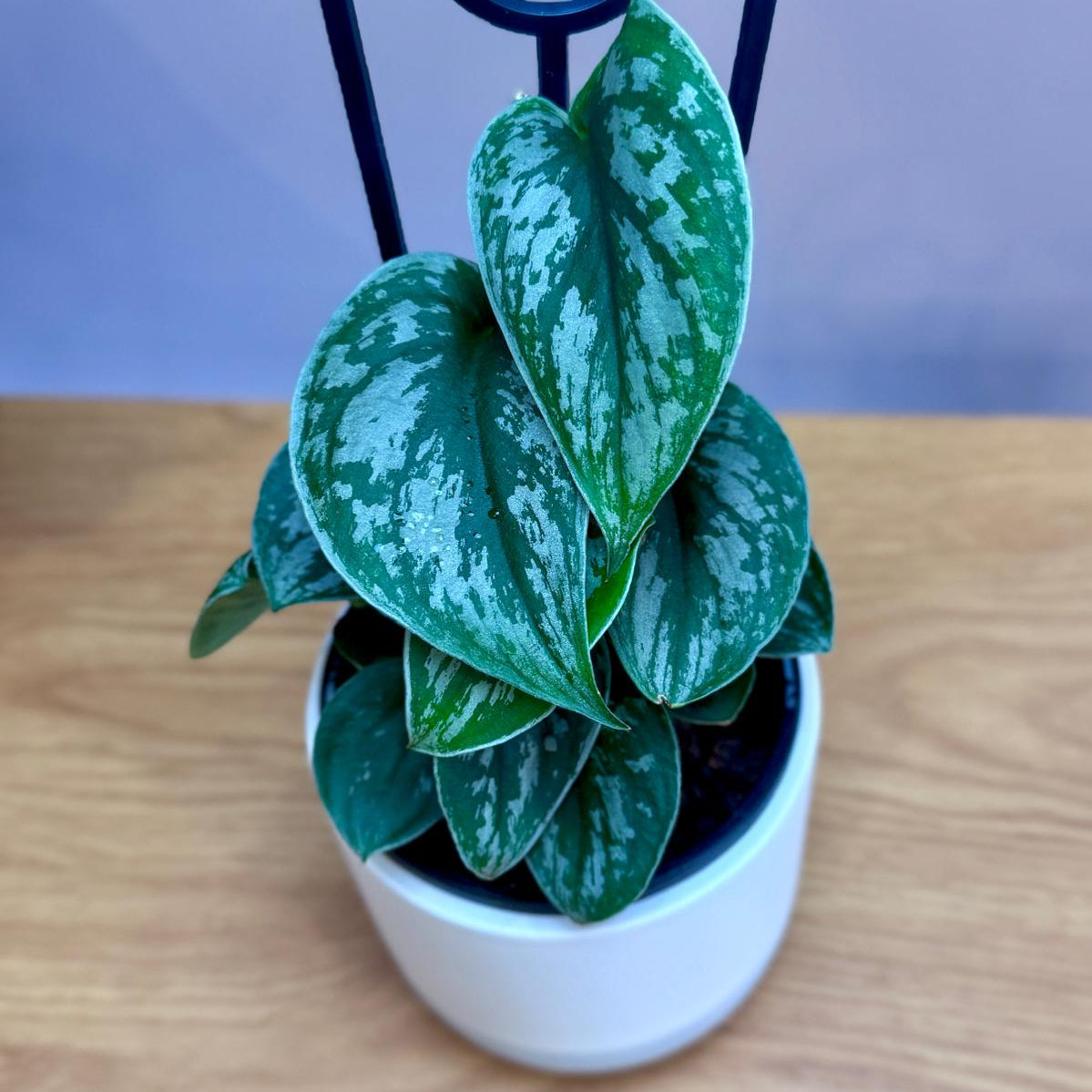 Potted Epipremnum aureum ‘Silver Satin’ plant on a wooden surface with a blurred background
