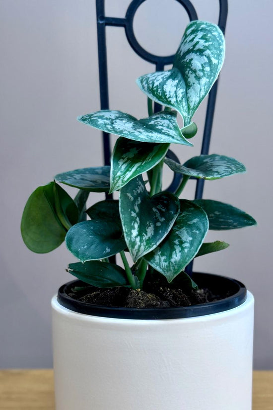 Potted Epipremnum aureum ‘Silver Satin’ plant in The Room Refresh pot on a wooden surface with a grey background