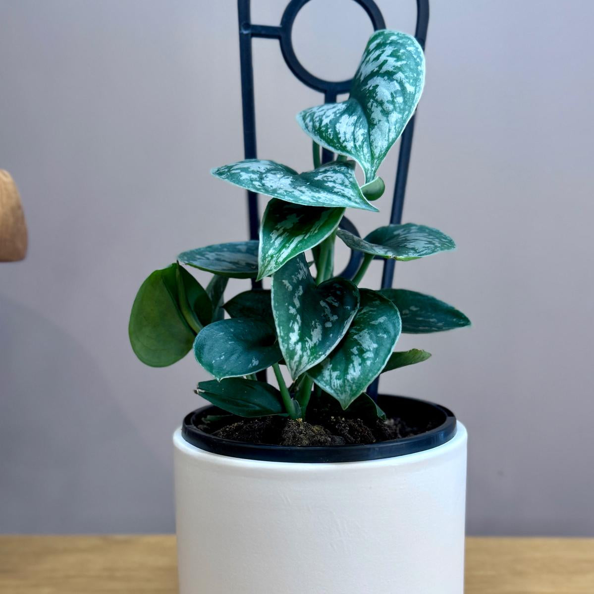Potted Epipremnum aureum ‘Silver Satin’ plant in The Room Refresh pot on a wooden surface with a grey background